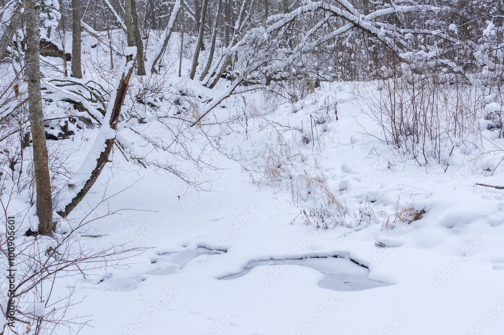 trees and shrubs snowbank trees and shrubs snowbank