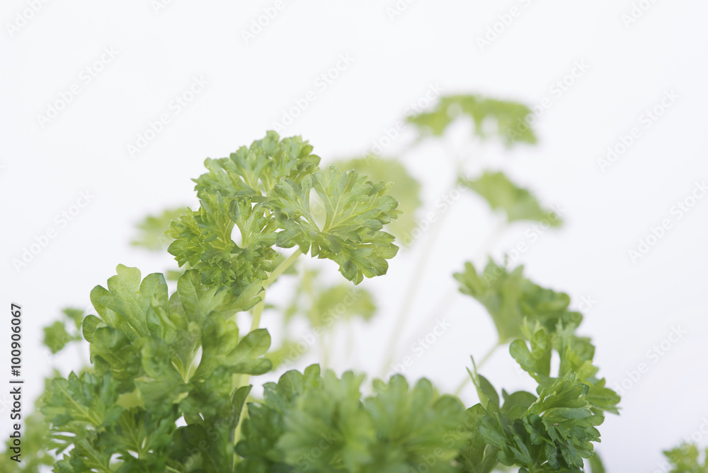 Fototapeta premium Fresh parsley in the kitchen.
