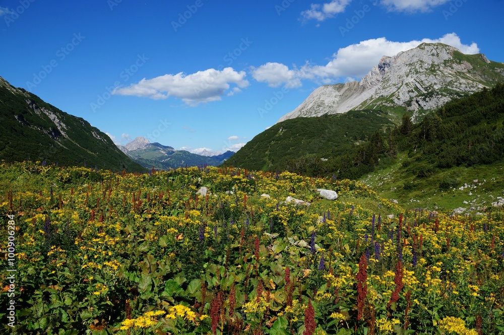 Mountain valley covered by an alpine wild flower meadow