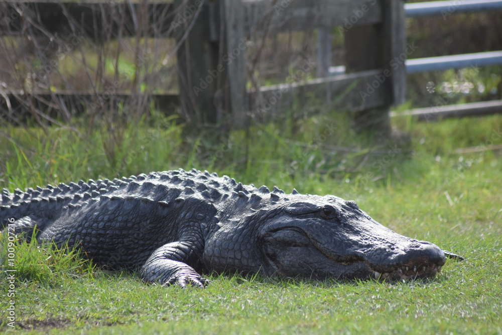 Obraz premium Smiling Alligator blocking path at Ocala, Florida