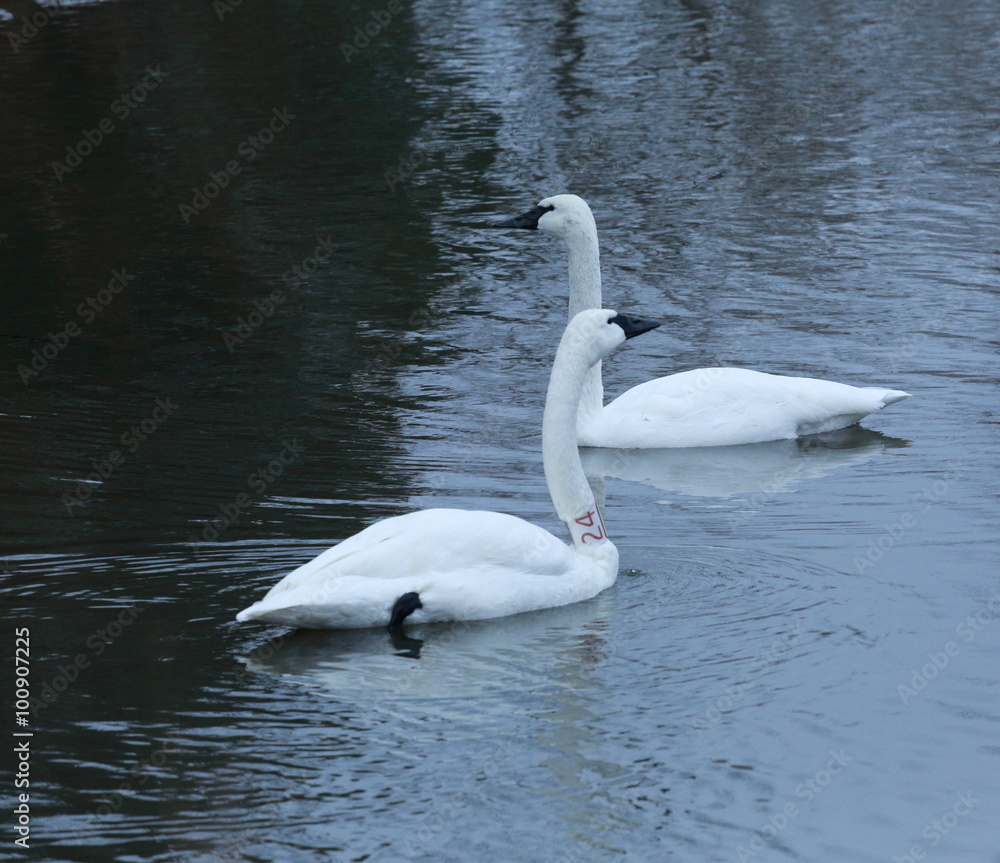 Fototapeta premium Trumpeter swans swimming 