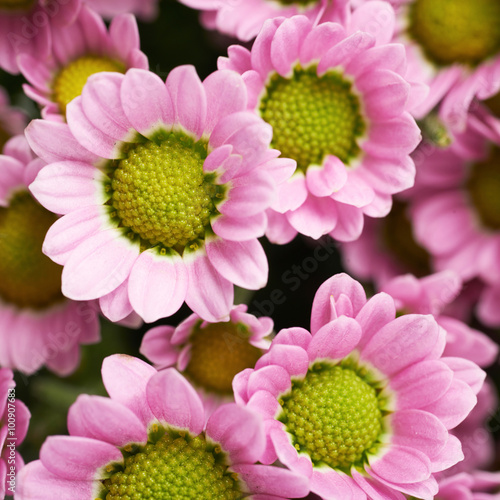 Multiple pink chrysanthemum flowers
