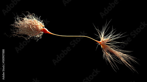 Photos Extremely detailed Neuron