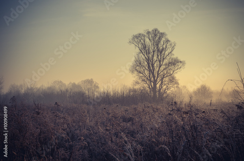 Autumn meadow with bare november tree  vintage photo