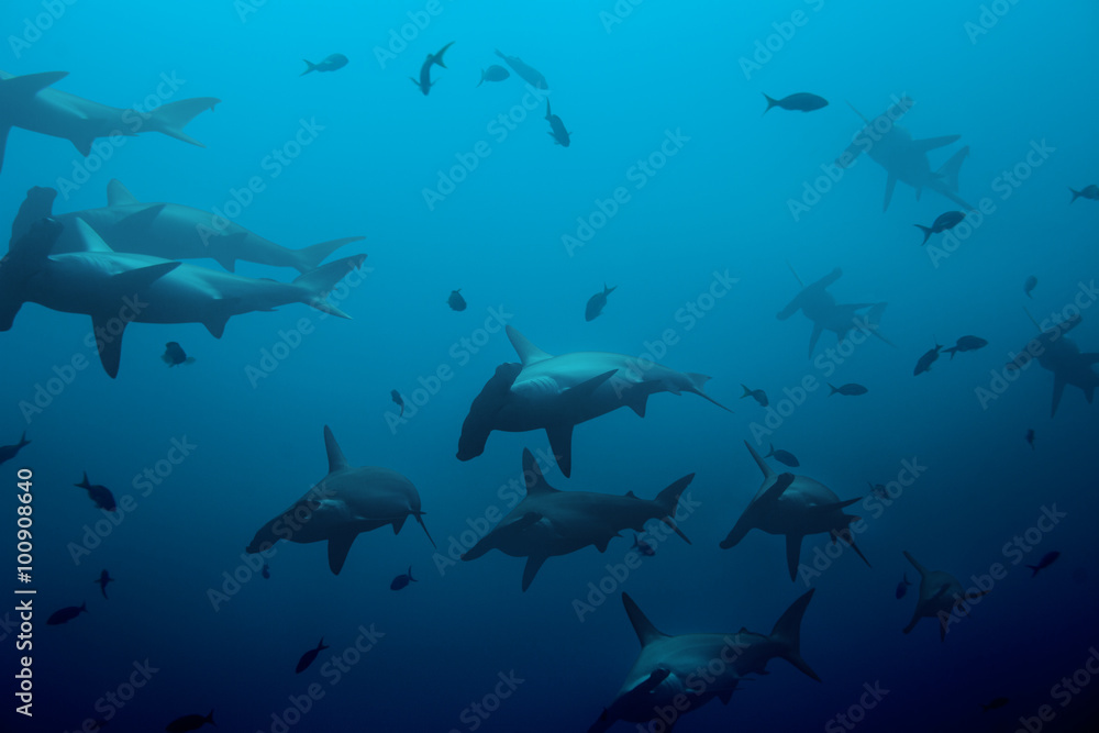 Fototapeta premium Large school of hammerhead sharks in the blue