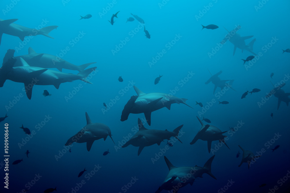 Obraz premium Large school of hammerhead sharks in the blue