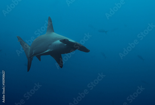 Close up of hammerhead shark in the deep blue