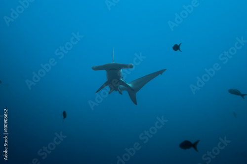 Fototapeta Naklejka Na Ścianę i Meble -  Front view of hammerhead shark in 