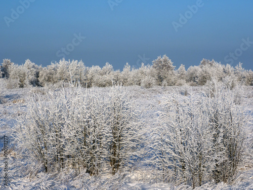 Fluffy snow of the morning. Winter landscape. Clear blue sky. Picturesque wintry scene. Beauty world. Frost on the trees. Winter nature, snow fairy forest.