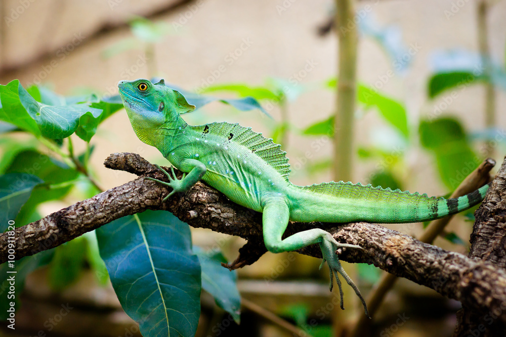 Naklejka premium Green lizard basiliscus sitting on a branch in jungle