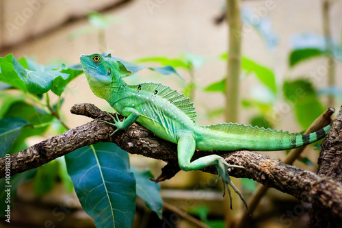 Green lizard basiliscus sitting on a branch in jungle