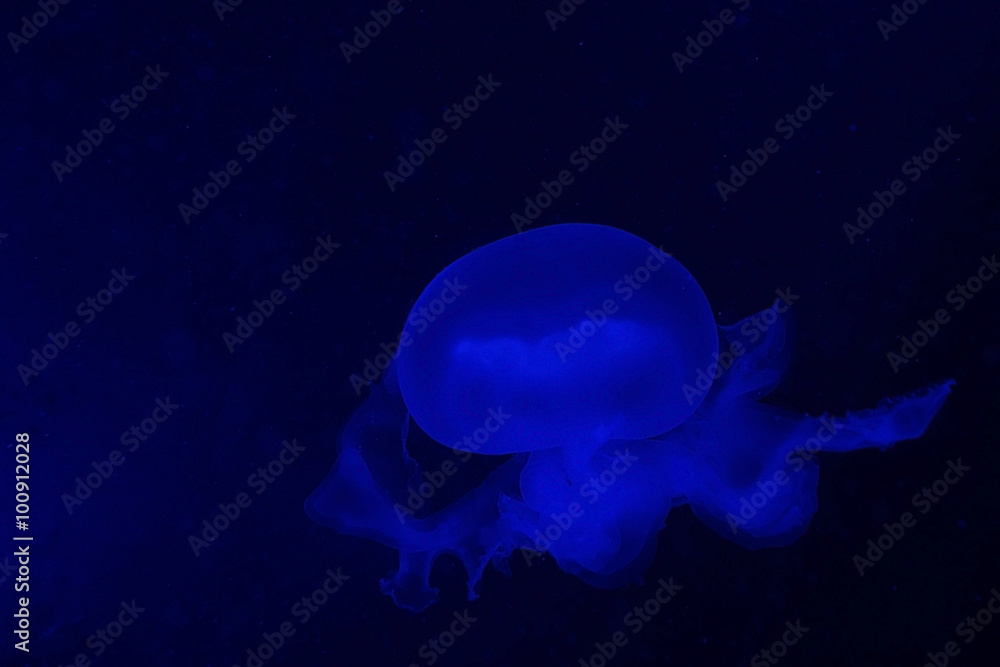 A blue jellyfish in an aquarium tank A blue jellyfish in an aquarium tank