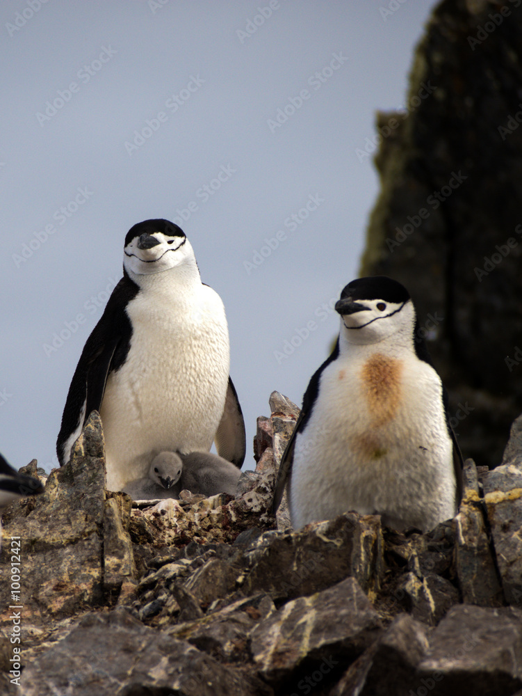 Obraz premium Wild Chinstrap Penguins in Antarctica