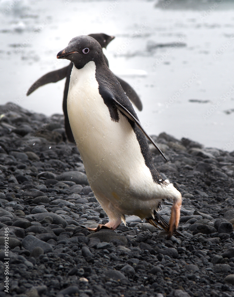Naklejka premium Adelie Penguins coming out of water in Antarctica