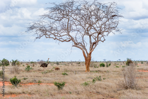 Landschaftsaufnahme mit einem Strauß © danielpankoke