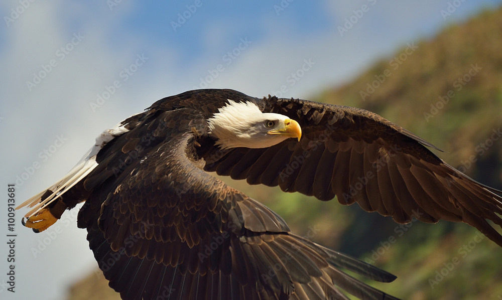 Bald eagle flying.