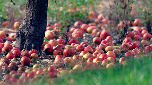 Pommes à cidre prêtes à ramasser