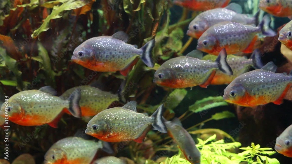Piranha, Sea Aquarium Piranha, Sea Aquarium