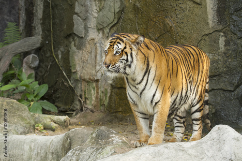  bengal tiger stand on the rock