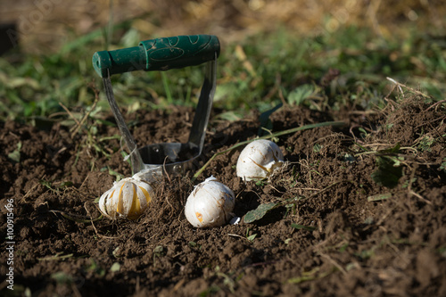 Fototapeta Naklejka Na Ścianę i Meble -  Bulb planter