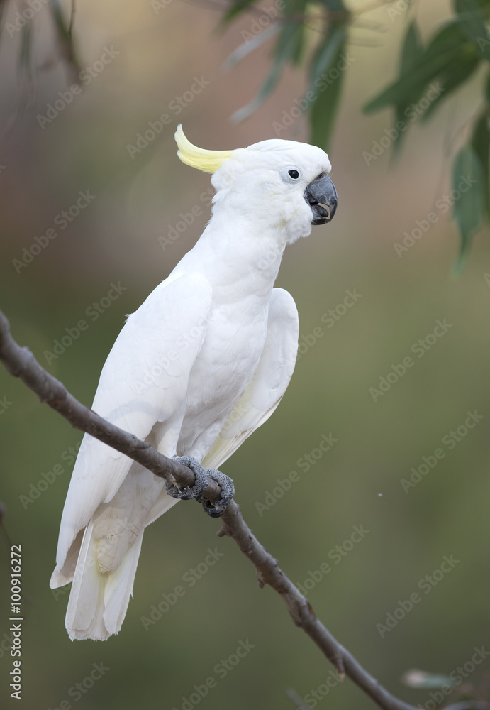 A yellow crested cockatoo, Victoria, Australia.. A yellow crested cockatoo, Victoria, Australia..