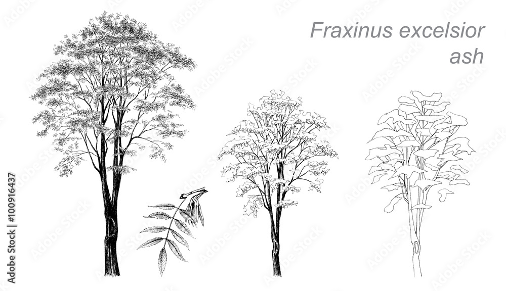 Fototapeta premium vector drawing of ash (Fraxinus excelsior)