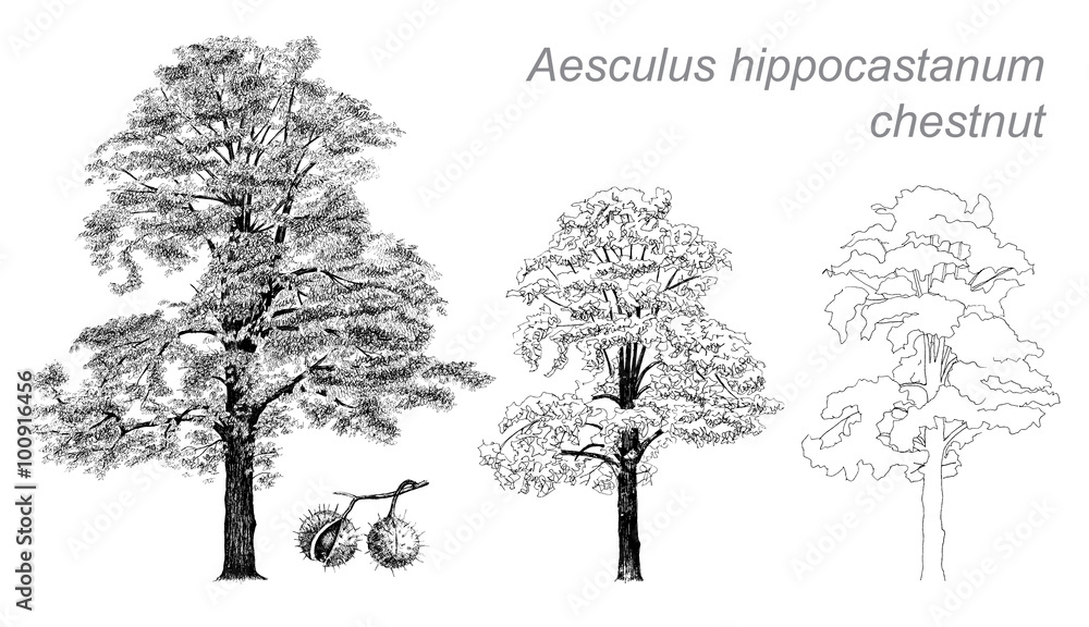 Obraz premium vector drawing of chestnut (Aesculus hippocastanum)