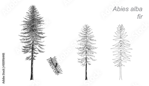 vector drawing of fir (Abies alba)
