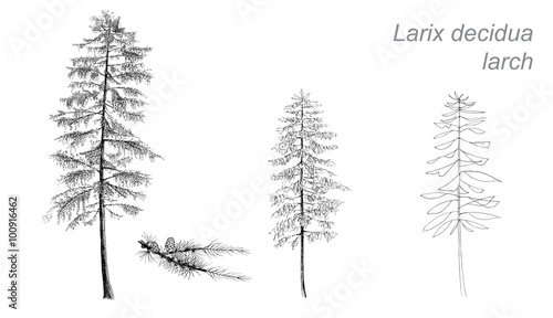 vector drawing of larch (Betula pubescens) with detail