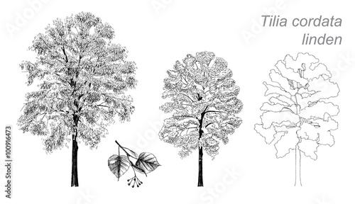 vector drawing of linden (Tilia cordata)