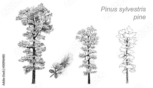 vector drawing of pine (Pinus sylvestris) photo