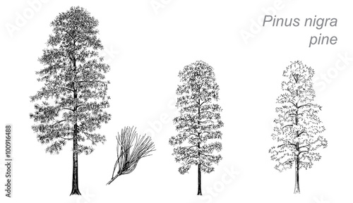 vector drawing of pine (Pinus nigra)