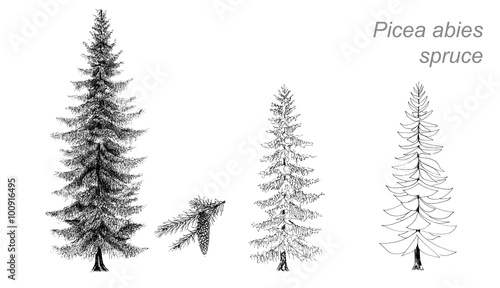 vector drawing of spruce (Picea abies) photo