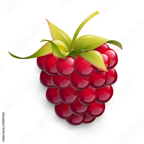 Vector illustration of ripe raspberry.
