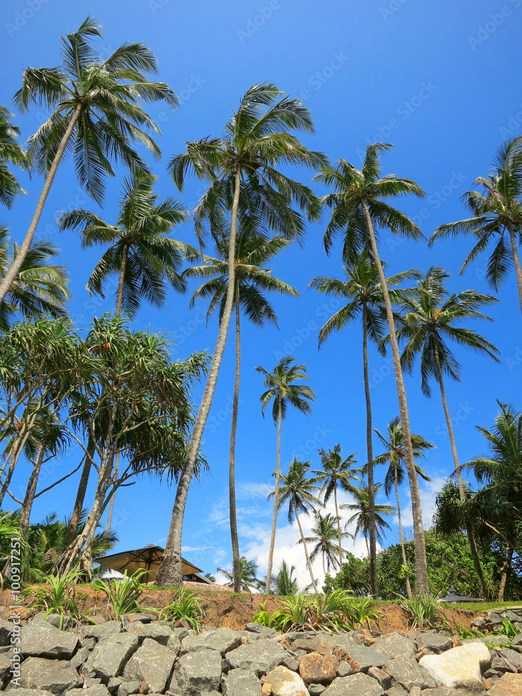 Obraz premium Green palms at the rocks in Weligama, Sri Lanka