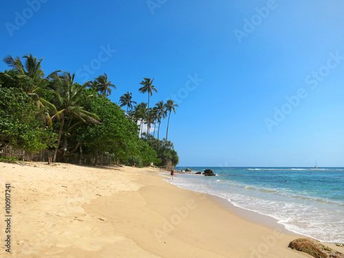 Green palms at empty beach in Weligama bay  Sri Lanka