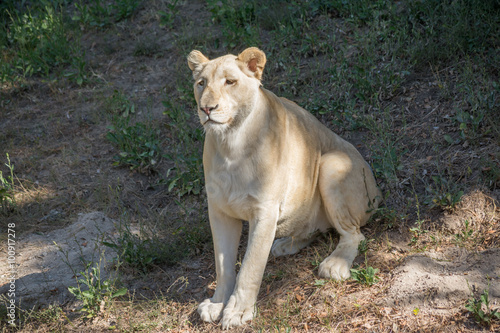 El le  n blanco africano sentado mira.