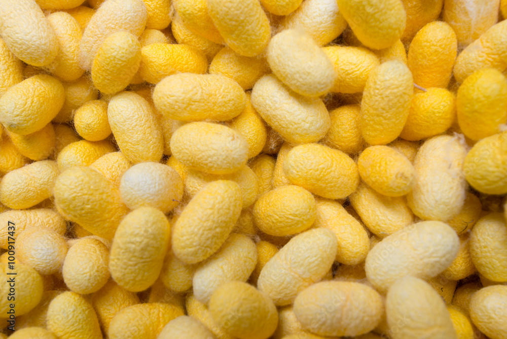 The silk cocoon, nesting of the silkworm... The silk cocoon, nesting of the silkworm...