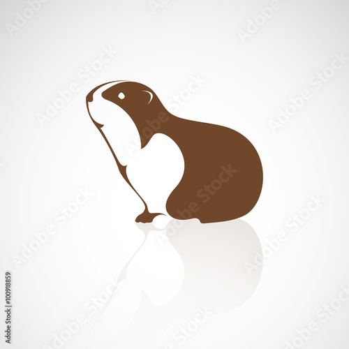 Vector image of an guinea design on white background