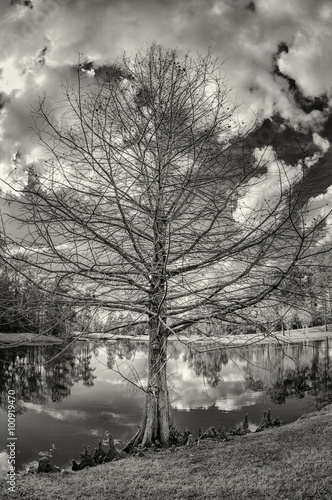 Fototapeta Naklejka Na Ścianę i Meble -  Tree by Pond With Clouds in Sky