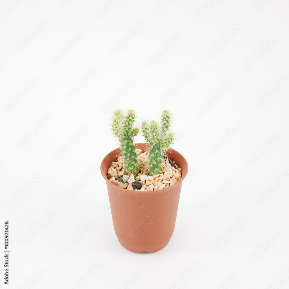 Fototapeta premium The little green cactus in small brown plant pot for home decoration.