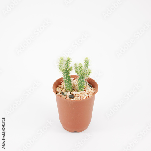 The little green cactus in small brown plant pot for home decoration.