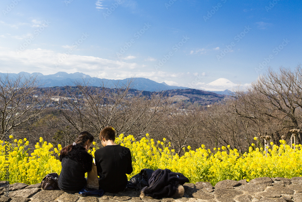 Fototapeta premium 吾妻山公園（菜の花、富士山）