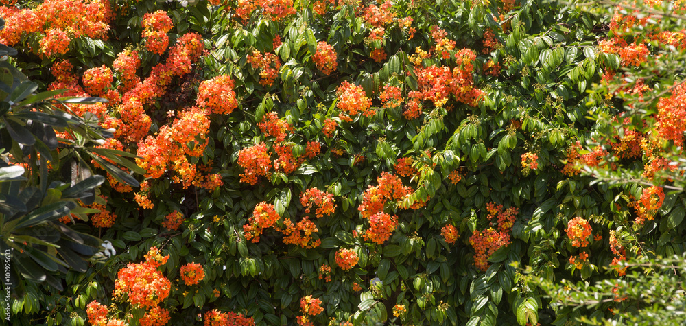 Orange flowers background