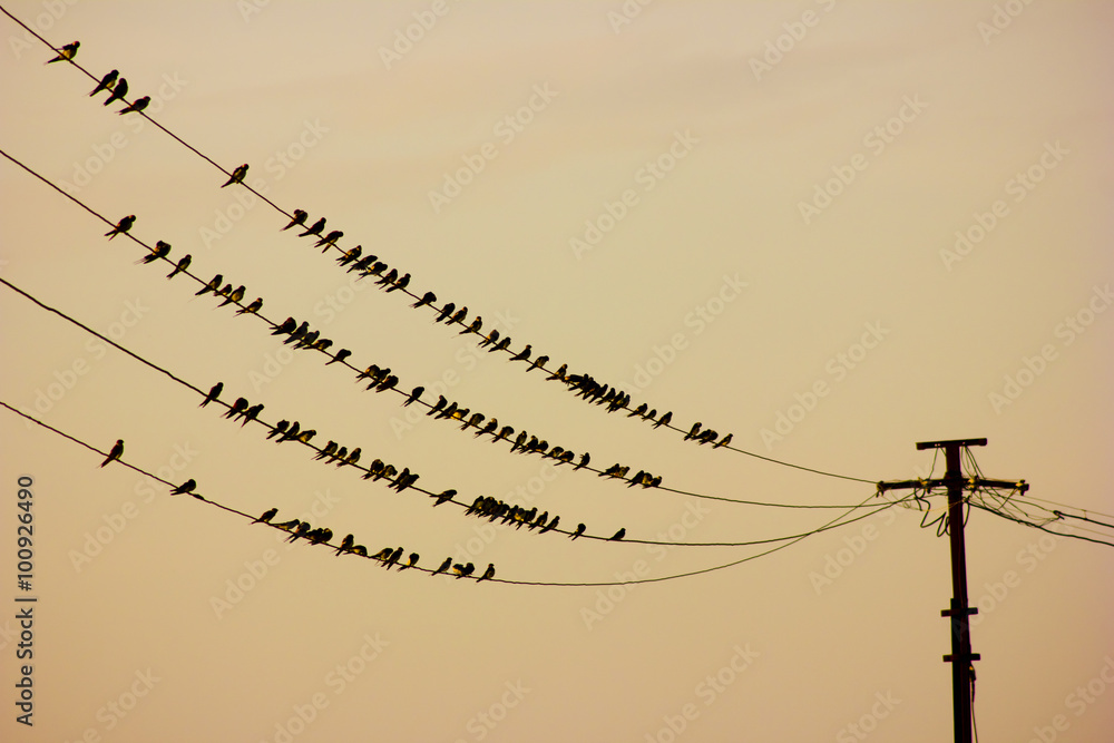 Fototapeta premium Birds sitting on wire