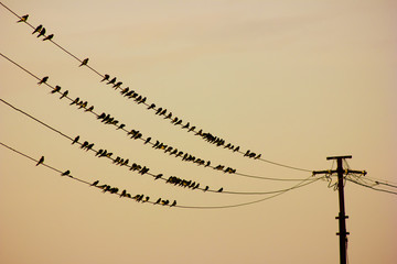 Crédence de cuisine Oiseaux Birds sitting on wire  © 11081983