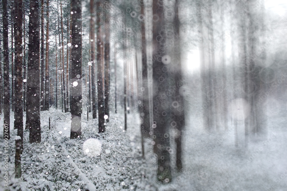 Fototapeta premium blurred background winter forest snowfall