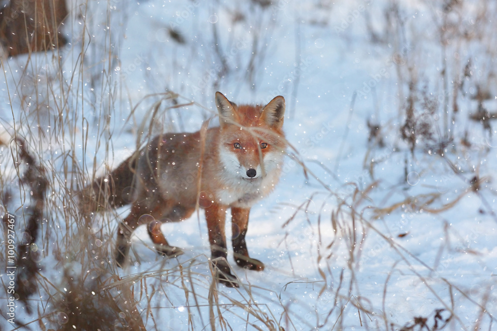 red fox in winter forest Pretty