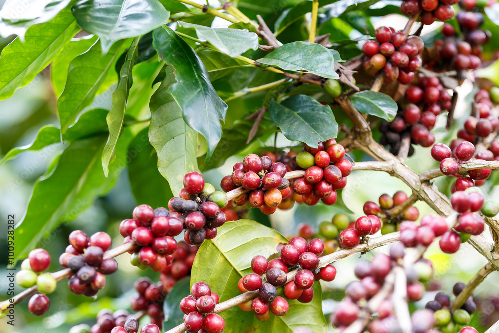 Coffee beans raw plantation Coffee beans raw plantation