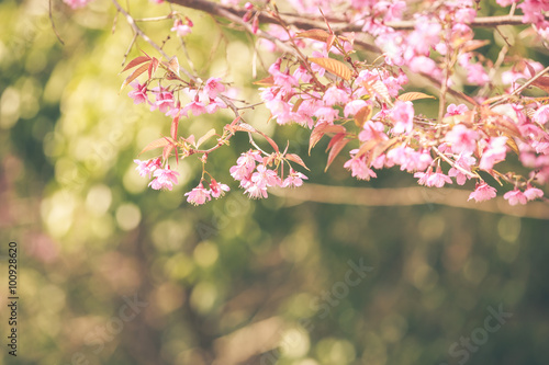 Wild Himalayan Cherry spring blossom